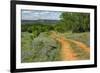 Rural road through Texas bluebonnets, Texas hill country.-Adam Jones-Framed Photographic Print