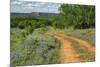 Rural road through Texas bluebonnets, Texas hill country.-Adam Jones-Mounted Photographic Print