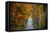 Rural USA with Trees in Autumn Along Track-Jody Miller-Framed Stretched Canvas