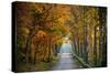 Rural USA with Trees in Autumn Along Track-Jody Miller-Stretched Canvas