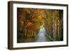 Rural USA with Trees in Autumn Along Track-Jody Miller-Framed Photographic Print