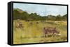 Rural View I-Ethan Harper-Framed Stretched Canvas