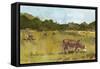 Rural View I-Ethan Harper-Framed Stretched Canvas