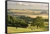 Rural view of countryside with grazing cattle, Somerset, UK-Ross Hoddinott-Framed Stretched Canvas