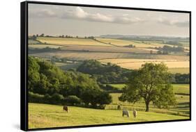 Rural view of countryside with grazing cattle, Somerset, UK-Ross Hoddinott-Framed Stretched Canvas