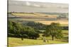 Rural view of countryside with grazing cattle, Somerset, UK-Ross Hoddinott-Stretched Canvas