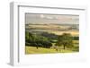 Rural view of countryside with grazing cattle, Somerset, UK-Ross Hoddinott-Framed Photographic Print