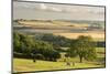 Rural view of countryside with grazing cattle, Somerset, UK-Ross Hoddinott-Mounted Photographic Print