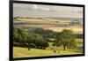 Rural view of countryside with grazing cattle, Somerset, UK-Ross Hoddinott-Framed Photographic Print