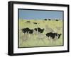 Rush hour-Pat Scott-Framed Giclee Print