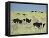 Rush Hour-Pat Scott-Framed Stretched Canvas