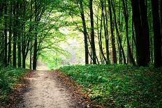 Beautiful Green Forest-Ruslan Ivantsov-Framed Photographic Print