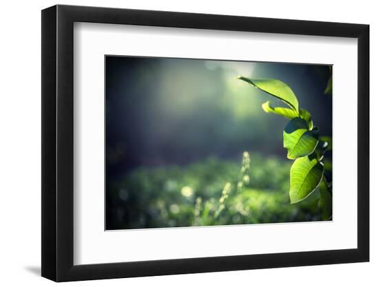 Photographic Print, , large