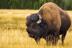 Bison, Yellowstone National Park, Wyoming, USA.-Russ Bishop-Photographic Print