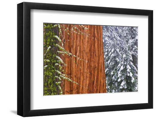 Premium Photographic Print, , large