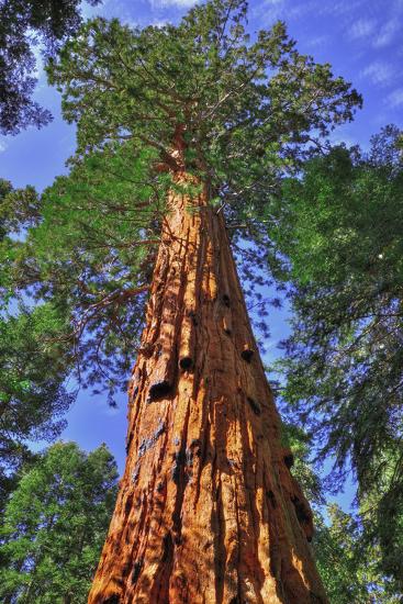 Giant Sequoias, Trail of 100 Giants, Giant Sequoia National