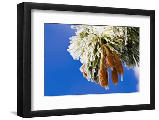 Photographic Print, , large