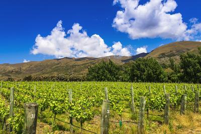 Wine grapes at Rippon Vineyard on the shore of Lake Wanaka, Otago, South Island, New Zealand