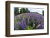 Russel Lupine in Large Field in Olso Norway Near the Airport-Darrell Gulin-Framed Photographic Print