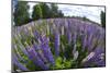 Russel Lupine in Large Field in Olso Norway Near the Airport-Darrell Gulin-Mounted Photographic Print