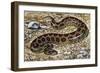 Russel's Viper (Daboia Russelii), Viperidae, Drawing-null-Framed Giclee Print
