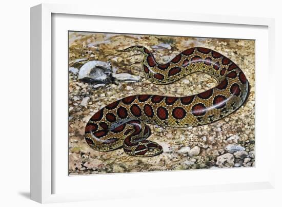 Russel's Viper (Daboia Russelii), Viperidae, Drawing-null-Framed Giclee Print