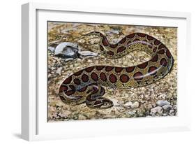 Russel's Viper (Daboia Russelii), Viperidae, Drawing-null-Framed Giclee Print