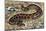 Russel's Viper (Daboia Russelii), Viperidae, Drawing-null-Mounted Giclee Print