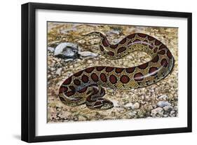 Russel's Viper (Daboia Russelii), Viperidae, Drawing-null-Framed Premium Giclee Print