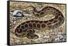 Russel's Viper (Daboia Russelii), Viperidae, Drawing-null-Framed Stretched Canvas