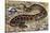 Russel's Viper (Daboia Russelii), Viperidae, Drawing-null-Stretched Canvas