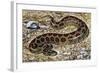 Russel's Viper (Daboia Russelii), Viperidae, Drawing-null-Framed Giclee Print