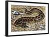 Russel's Viper (Daboia Russelii), Viperidae, Drawing-null-Framed Giclee Print