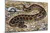 Russel's Viper (Daboia Russelii), Viperidae, Drawing-null-Mounted Giclee Print