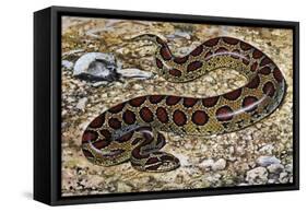 Russel's Viper (Daboia Russelii), Viperidae, Drawing-null-Framed Stretched Canvas