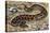 Russel's Viper (Daboia Russelii), Viperidae, Drawing-null-Stretched Canvas