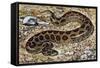 Russel's Viper (Daboia Russelii), Viperidae, Drawing-null-Framed Stretched Canvas