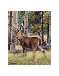 Moose Crossing-Russell Cobane-Laminated Art Print