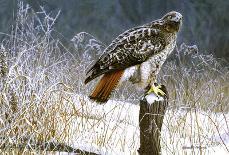 Winter Redtail-Russell Cobane-Giclee Print