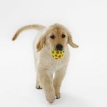 Golden Retriever Puppy Playing with Ball-Russell Glenister-Photographic Print