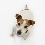 Jack Russell Terrier Lying Down-Russell Glenister-Photographic Print