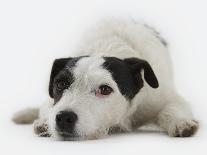 Golden Retriever Puppy Lying Down-Russell Glenister-Photographic Print