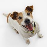 Jack Russell Terrier Panting-Russell Glenister-Photographic Print