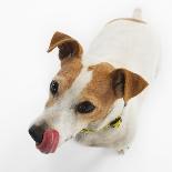 Jack Russell Terrier Lying Down-Russell Glenister-Framed Photographic Print