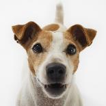 Jack Russell Terrier Lying Down-Russell Glenister-Photographic Print