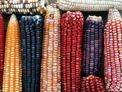 Varieties of Corn that Lacandons Grow in Their Milpas, Selva Lacandona, Naha, Chiapas, Mexico