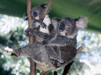 A Mother Koala Proudly Holds Her Ten-Month-Old Baby, Sydney, Australia, November 7, 2002-Russell Mcphedran-Laminated Premium Photographic Print
