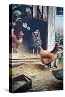 Russell’s chickens-Kevin Dodds-Stretched Canvas