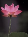 Lotus Flower in Bloom, Cambodia-Russell Young-Photographic Print