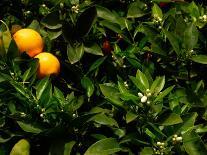 Orange Tree, Tenerife, Canary Islands, Spain-Russell Young-Photographic Print